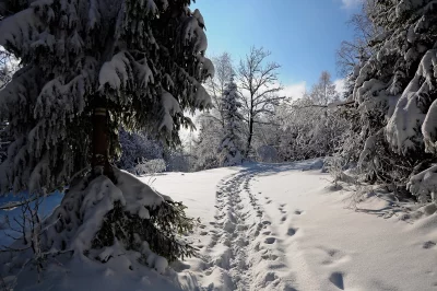 Sunlit Winter Forest Path with Snow-Covered Fir Trees and Blue Sky image