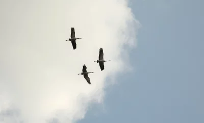 Three Cranes Flying Gracefully Against a Cloudy Blue Sky image