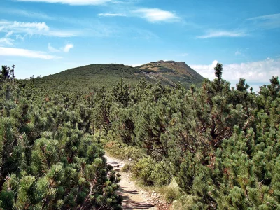 Scenic Mountain Hiking Trail through Dense Green Pine Forest under Clear Blue Sky image