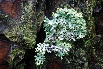 Vibrant Green Foliose Lichen Thriving on Rough Tree Bark in a Forest Ecosystem image