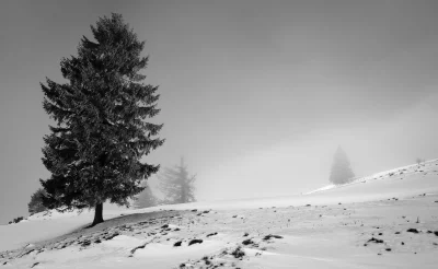 Stark Pine Tree on Snow-Covered Slope in Misty Winter Landscape image