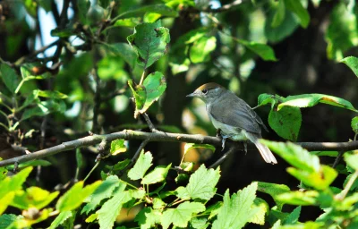 Female Blackcap Bird Perched on a Green Tree Branch in Natural Woodland image