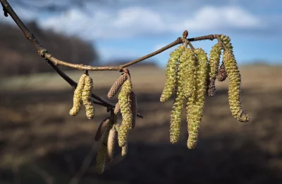 Vibrant Hazelnut Catkins Adorning Branch Against Bright Blue Sky in Spring image
