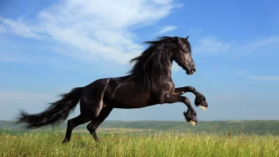Majestic Black Friesian Horse Rearing Gracefully in Lush Green Meadow Under Blue Sky image