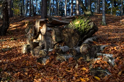Stacked Firewood in Sunny Autumn Forest with Golden Fallen Leaves image