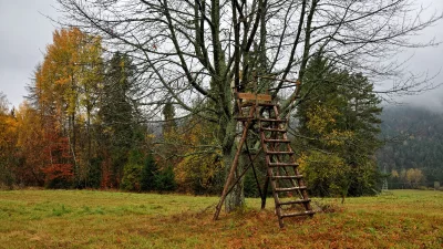 Wooden Hunting Stand in Autumn Forest Meadow under Overcast Sky image