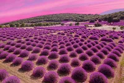 Vibrant Lavender Field Blooming in Rows Under a Dramatic Pink Sunset Sky Wallpaper image