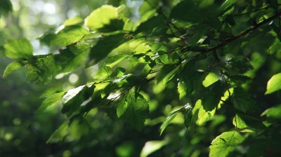 Sunlit Green Tree Leaves with Soft Bokeh in a Peaceful Natural Setting