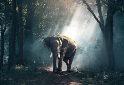 Majestic Elephant Emerges from Misty Forest Path with Sunbeams image