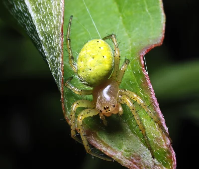 Vivid Yellow-Green Spider Perched on Hairy Green Leaf Macro Nature Detail image