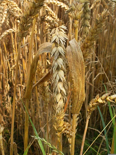Golden Ripe Wheat Crop in a Sunlit Field, Ready for Harvest image