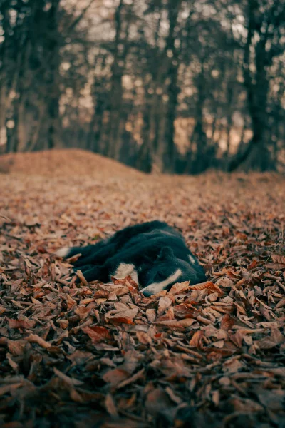 Calm Dog Resting Among Fallen Leaves in Autumn Woods
