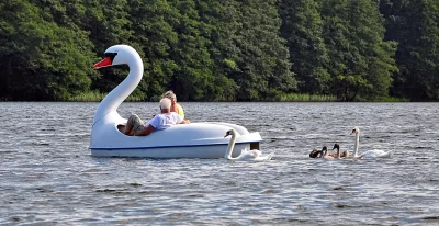 Couple enjoying a leisurely swan paddle boat ride on a tranquil lake with graceful swans. image