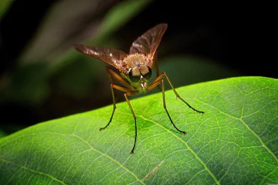 Macro Close-up of a Long-Legged Fly Resting on a Vibrant Green Leaf image