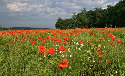 Vibrant Red Poppy Field Blooming in Lush Green Meadow Under Cloudy Sky image