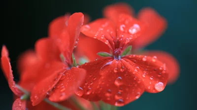 Vibrant Red Geranium Flowers Adorned with Sparkling Raindrops Macro Photography image