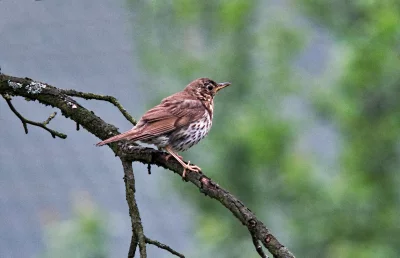 Speckled Song Thrush Perched on Mossy Branch in a Serene Woodland Setting image