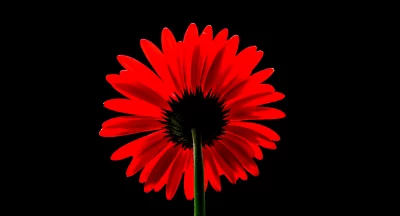 Dramatic Red Gerbera Flower Silhouette with Backlit Petals on Black image