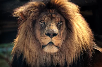 Majestic Lion King Staring Directly Ahead Cinematic Wildlife Wallpaper image