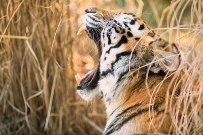 Majestic Bengal Tiger Roaring in Golden Grass, Powerful Wild Predator Unleashes Fangs image
