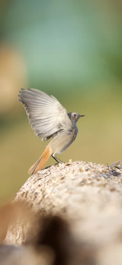 Small bird with wings outstretched on a textured surface