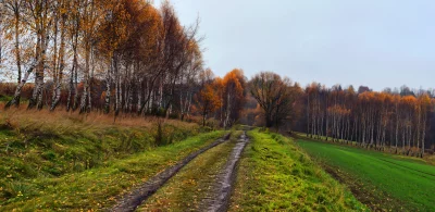Autumn Countryside Path Through Golden Birch Trees and Green Fields image