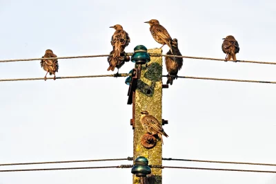 Starlings Perched on an Old Concrete Utility Pole and Wires image