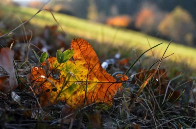 Vibrant Autumn Leaf on Grassy Ground with Golden Sunlight image