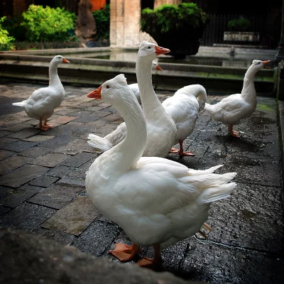 White Geese Gathering in Historic Stone Courtyard with Reflective Wet Pavement image