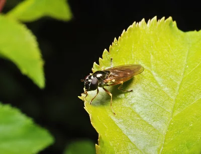 Macro Close-up of a Metallic Hoverfly Perched on a Vibrant Green Leaf Edge image