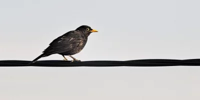 Common Blackbird Perched on Electrical Wire Against a Serene Sky image