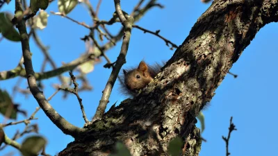 Curious Wild Squirrel Peeking from Tree Bark Against Blue Sky image