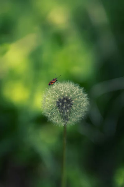 Red Black Firebug on Dandelion Fluff Macro