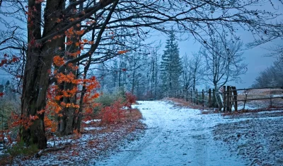 Winter Woodland Path with Frosty Trees and Lingering Autumn Foliage image