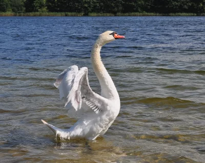 Graceful White Mute Swan Spreading Wings on Calm Lake Water in Nature image