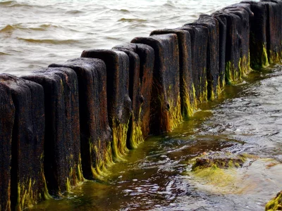 Weathered Wooden Groyne Posts Adorned with Vibrant Green Algae in Coastal Waters image