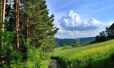 Dirt path winding through lush pine forest leading to a sunny meadow with rolling hills and fluffy clouds image