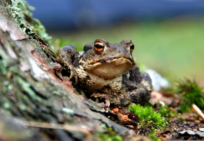 Close-up of a Common Toad with Bright Orange Eyes on Mossy Bark image