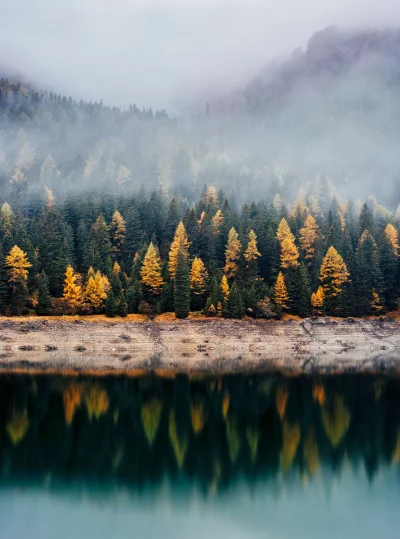 Misty Autumn Forest Reflection in Tranquil Lake with Golden Larch Trees image