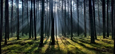 Golden Sunlight Rays Piercing Misty Pine Forest with Vibrant Moss image