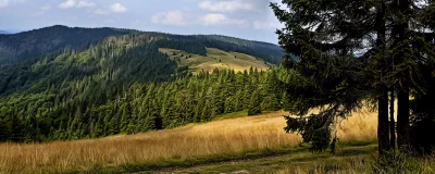 Scenic Mountain Valley Landscape with Pine Forests and Golden Meadow Trail image