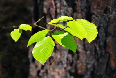 Vibrant Green Leaves Emerging on a Branch in Spring Sunlight image