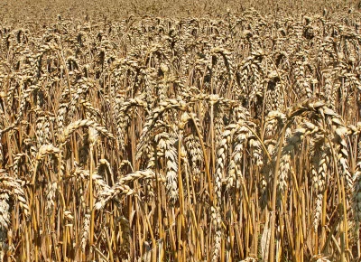 Expansive Golden Ripe Wheat Field Ready for Bountiful Summer Harvest image