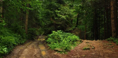 Muddy Forest Trail Diverging into a Rocky Woodland Path through Lush Green Trees image