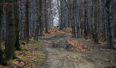 Winding Forest Path Through a Dense, Bare Tree Woodland During Late Autumn or Winter image