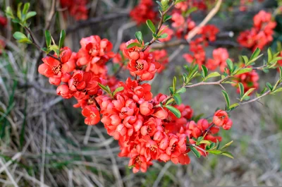 Vibrant Red Japanese Quince Blossoms on Thorny Branch image