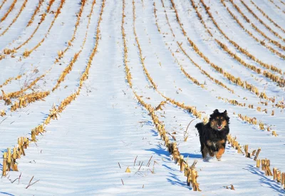 Energetic Black and Brown Dog Running in Snowy Cornfield Landscape image