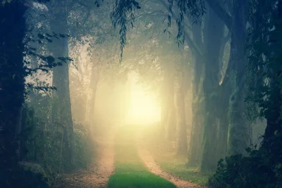Misty Forest Path Illuminated by Ethereal Golden Light in Tranquil Autumn Woods image