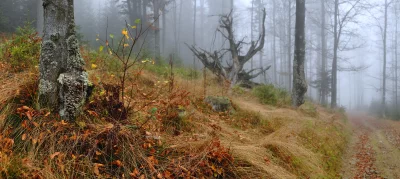 Misty Autumn Forest Path with Golden Foliage and Bare Trees image