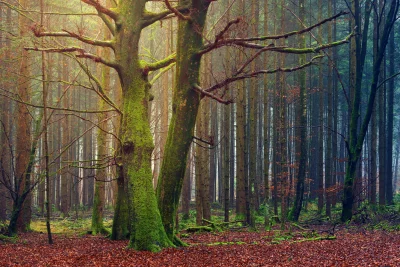 Ethereal Autumn Forest Path with Ancient Mossy Trees and Golden Light image